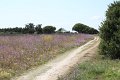 (45) Ile de Ré
